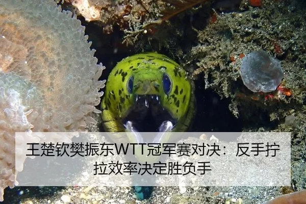 王楚钦樊振东WTT冠军赛对决：反手拧拉效率决定胜负手